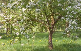 guide to flowering trees