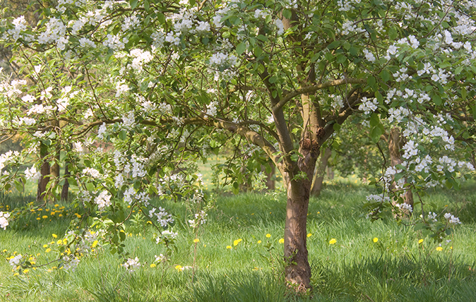 guide to flowering trees