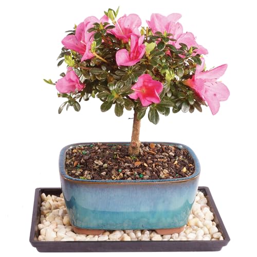Brussel's Bonsai - Live Satsuki Azalea Bonsai Tree With Bonsai Pot and Humidity Tray, Outdoor Flowering Bonsai Tree Live Plant, 5 Years Old, 5-8 Inches Tall, Easy Care Plant (small)