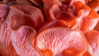 pink oyster mushrooms close up