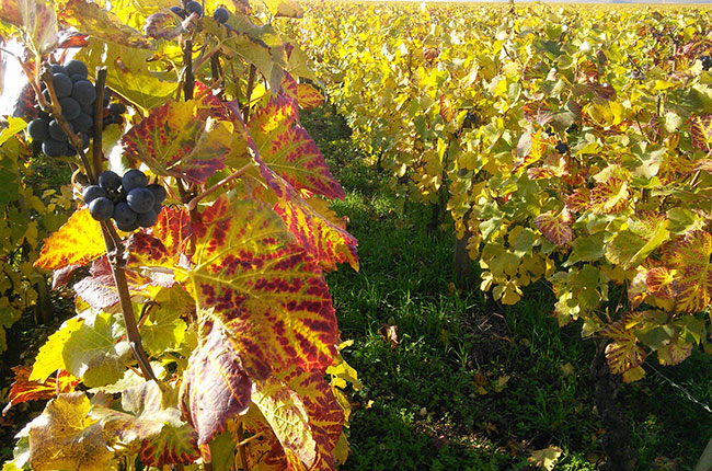 C&amp;ocirc;te d&amp;rsquo;Or vineyards.
