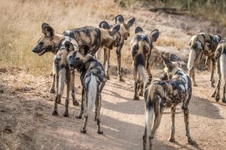 A pack of African wild dogs n the Sabi Sand Game Reserve, South Africa.