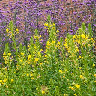 Evening primrose in garden with verbena