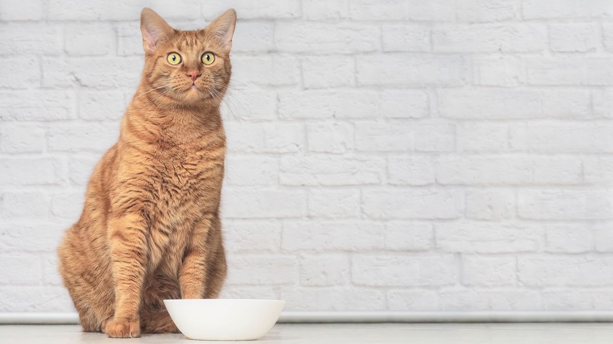 A cat sitting by an empty food bowl