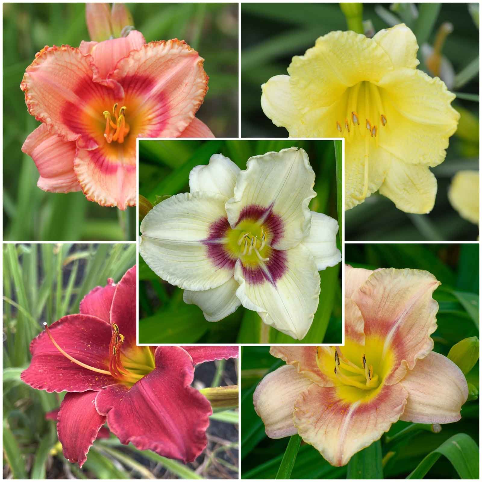 Daylily Roots - Fragrant Rebloomer Mix