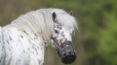 laminitis in horses and ponies