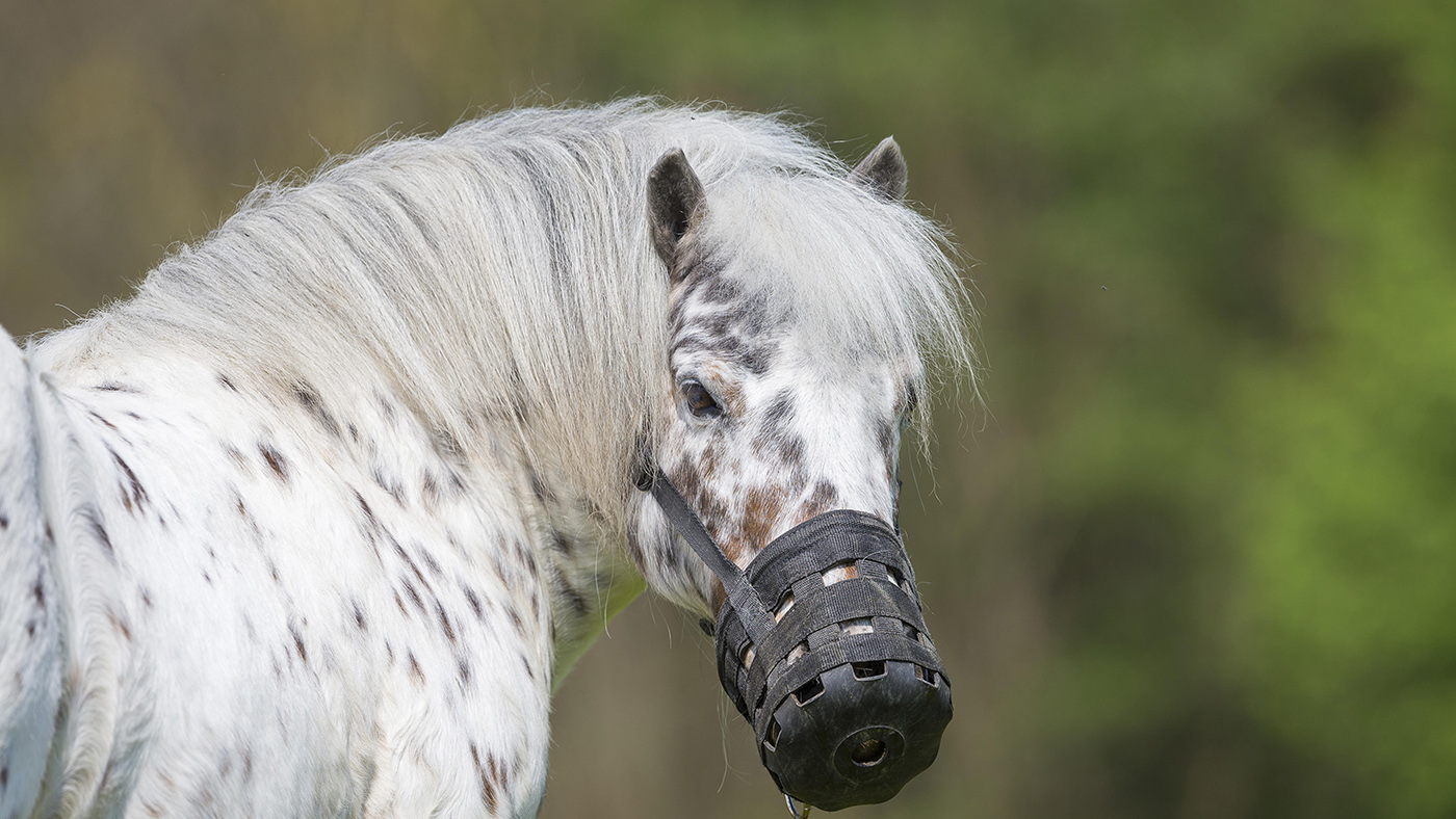 laminitis in horses and ponies