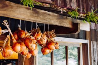 onions hanging to dry