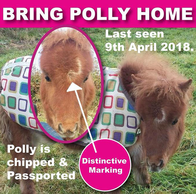 Polly P