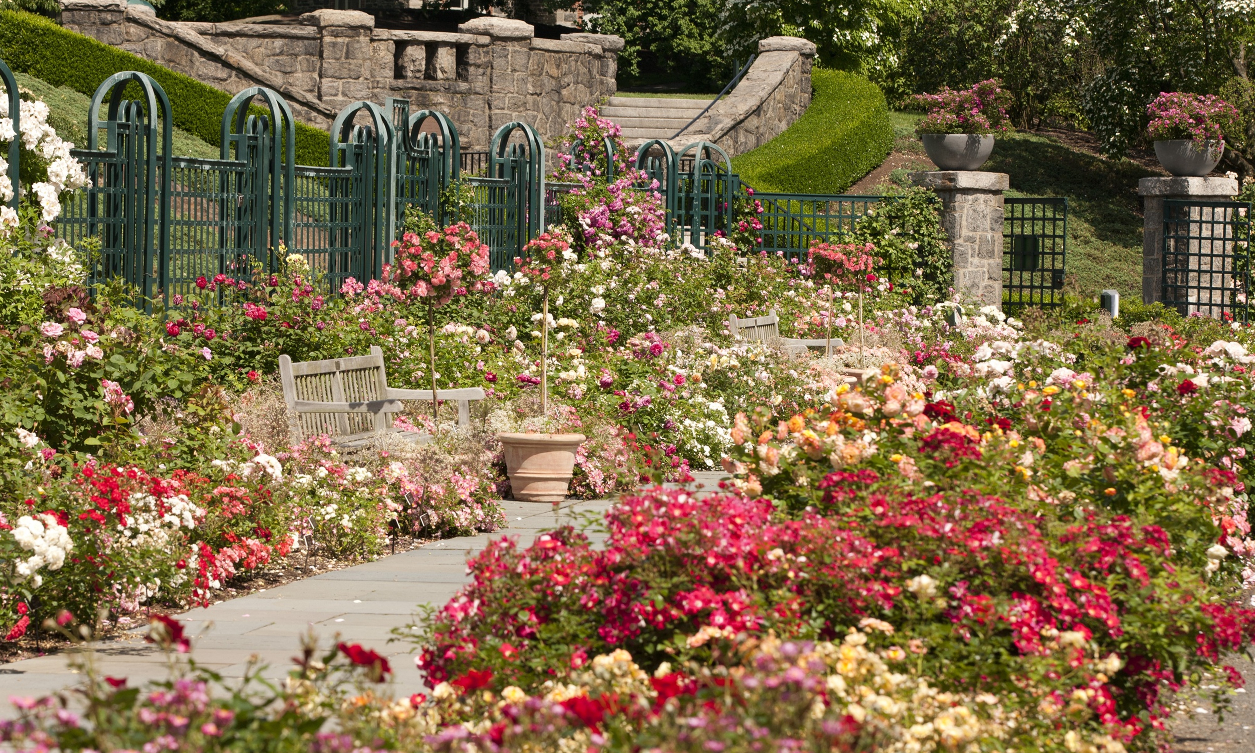 High summer in The Peggy Rockefeller Rose Garden at The New York Botanical Garden