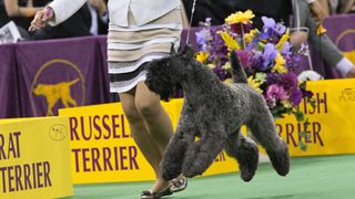 Kerry Blue terrier on runway at dog show