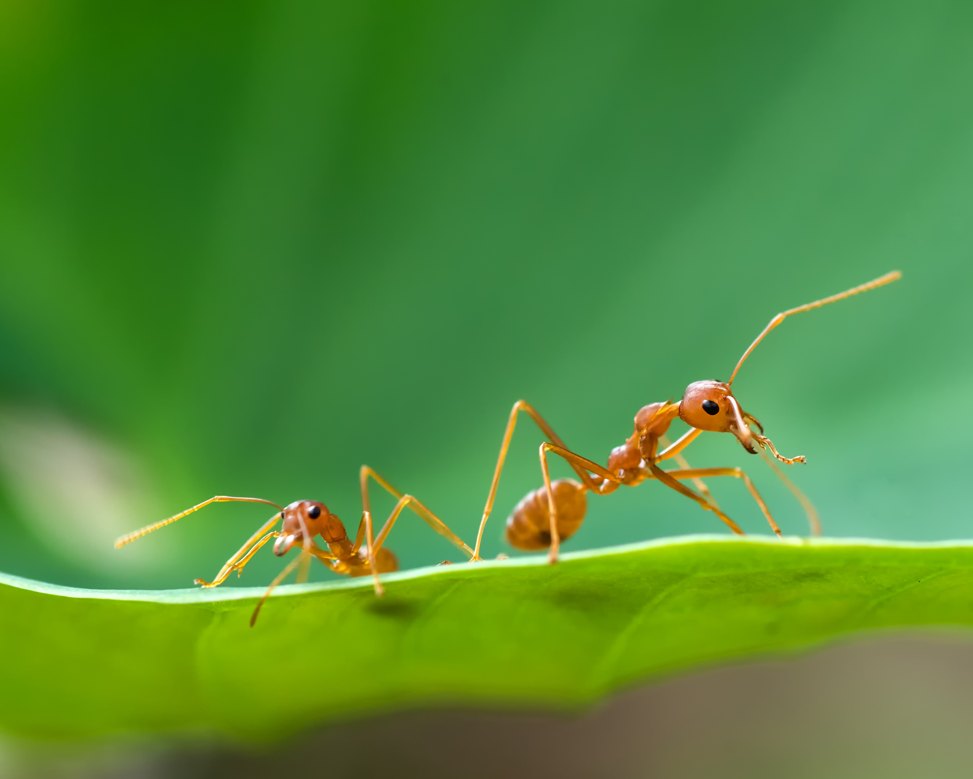 two ants on a leaf