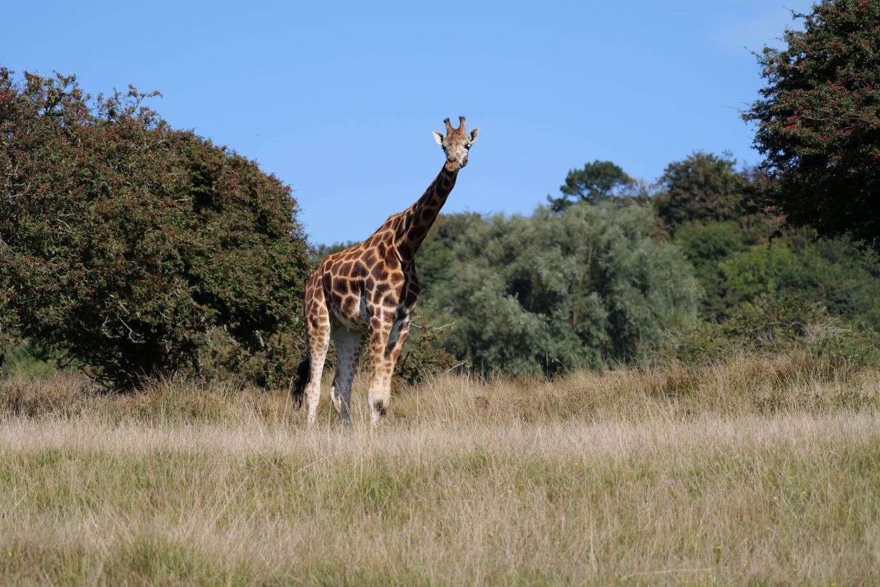 Giraffe shot on Panasonic Lumix G9 II