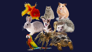 Compilation graphic of different animals used in Stroke the Animals on PlayStation Store