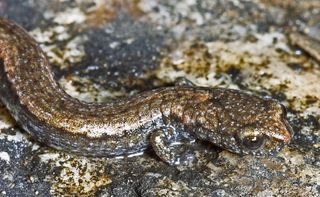 Gabilan Mountains Slender Salamander Batrachoseps gavilanensis. Study found fluctuations in climate could block amphibians' paths as they flee climate change