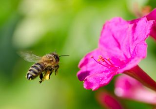 Honeybee collecting pollen from a flower.