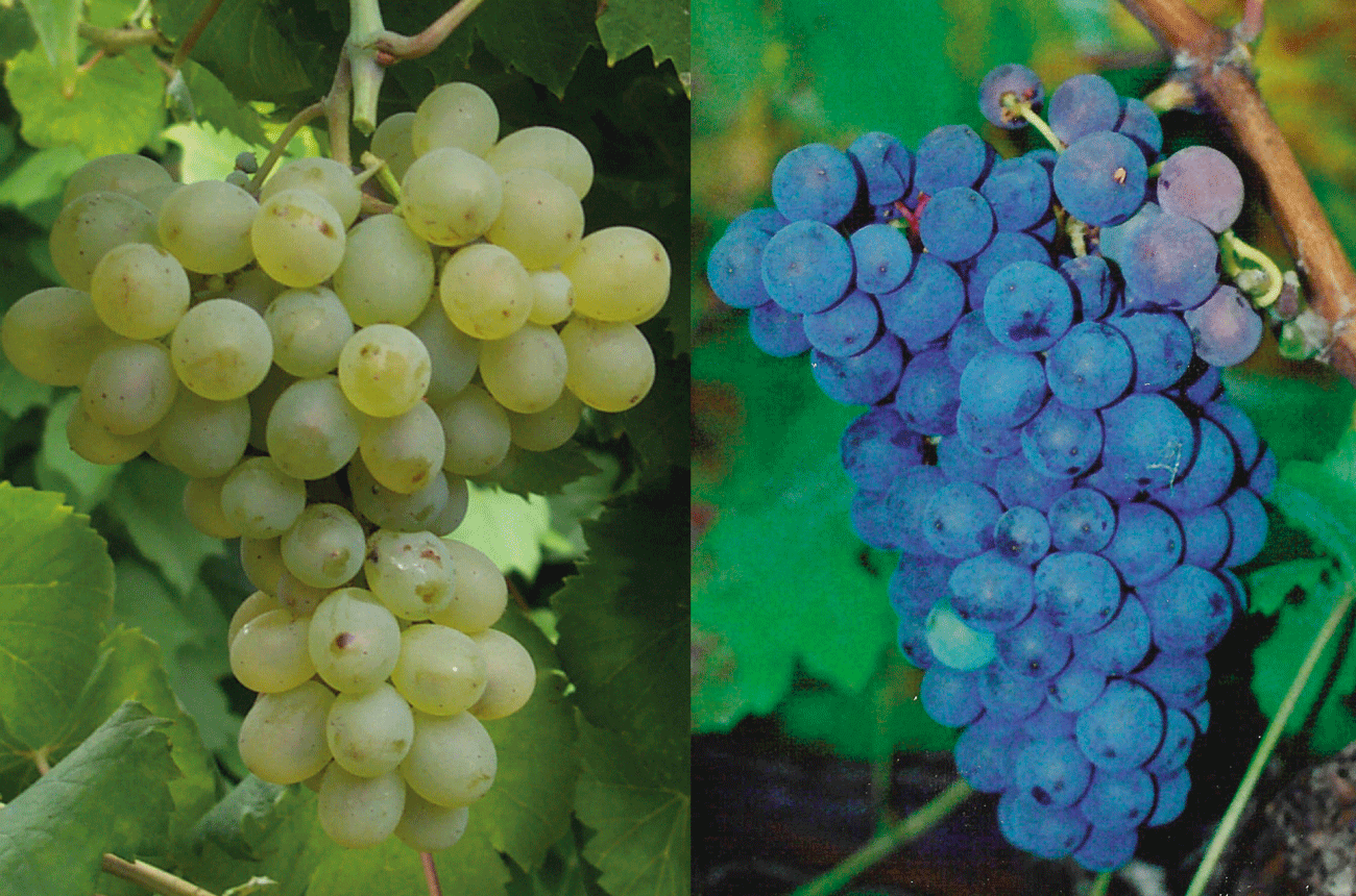 Verdelho Ramisco Portugal Grapes