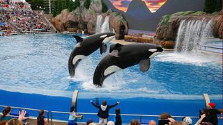 Orca whales in a tank at SeaWorld in San Diego as featured in Blackfish