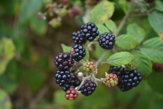 blackberries on a blackberry bush