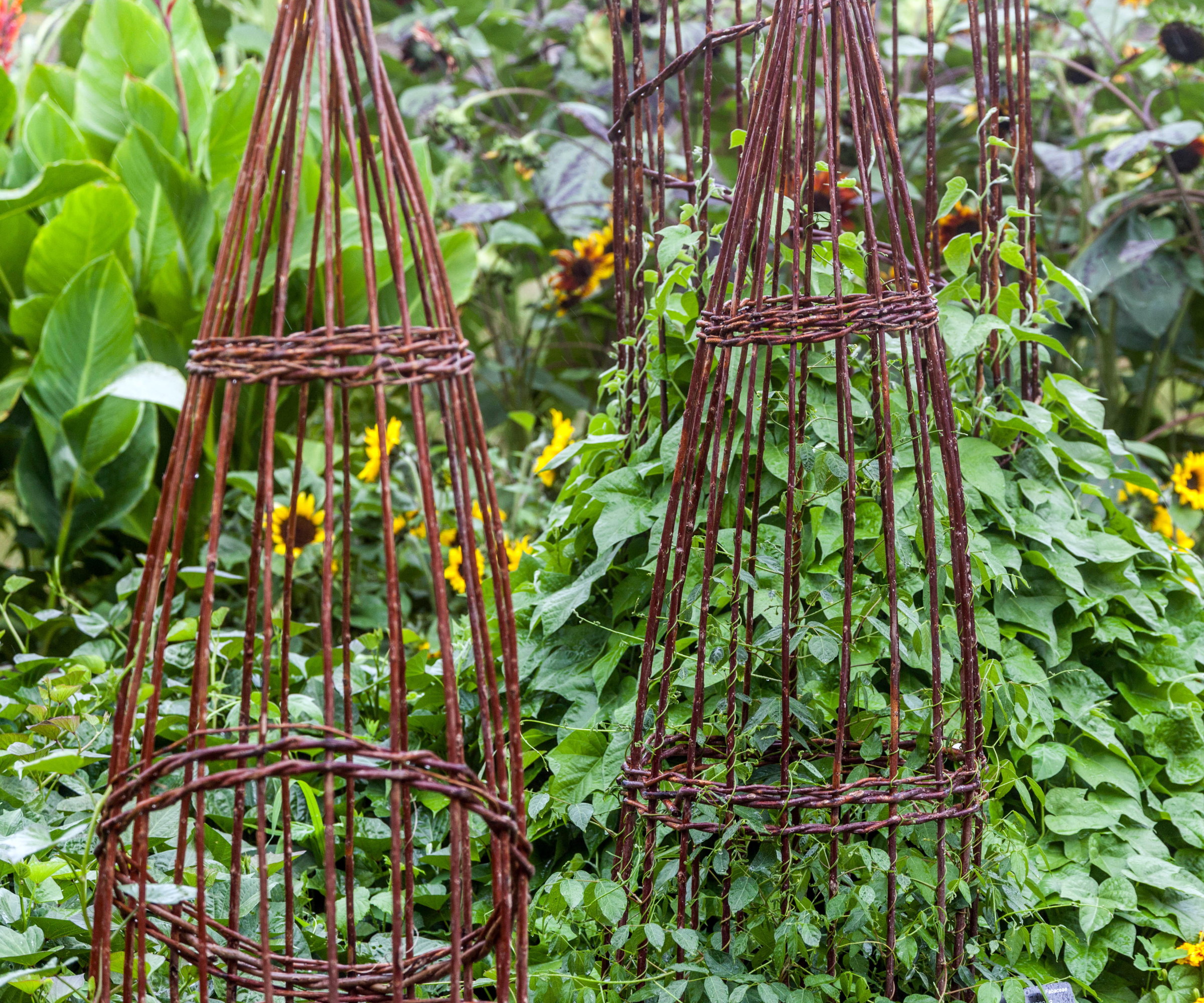 Wicker plant supports in a vegetable garden