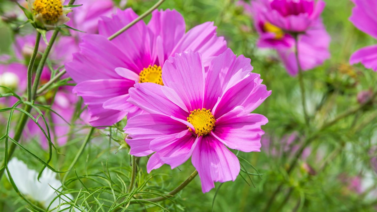 Cosmos bipinnatus &#039;Sensation Series&#039; is one of the most stunning types of cosmos