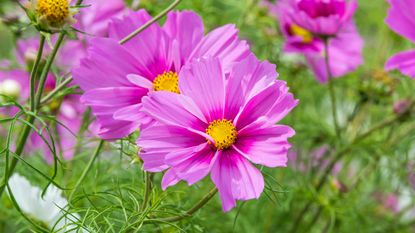 Cosmos bipinnatus 'Sensation Series' is one of the most stunning types of cosmos