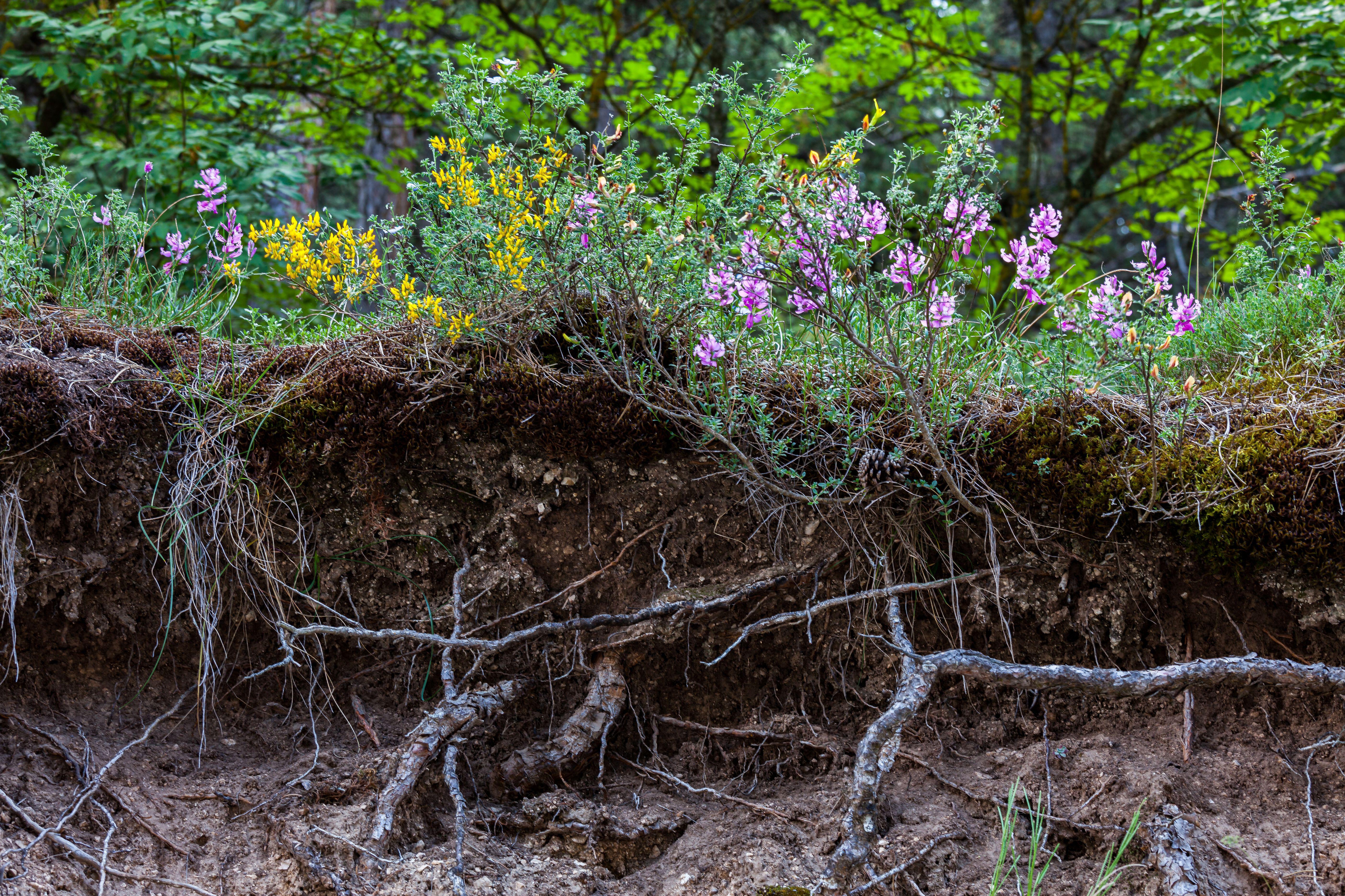Cross section of soil with purple and yellow flowers