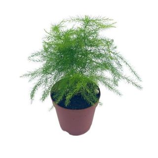 Bubbleblooms Asparagus Fern, Asparagus Setaceus, Feathery Soft Tiny Leaf Plant, Live in a 2 Inch Pot