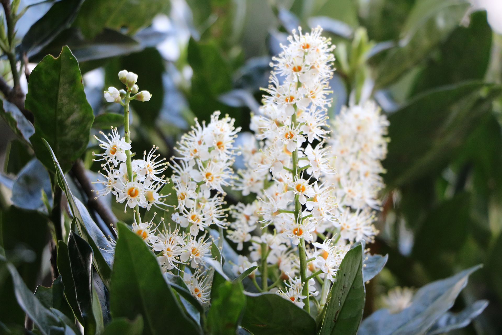 Prunus laurocerasus with large white flowers