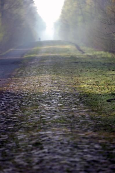 The Arenberg Forest awaits...