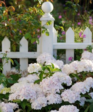white hydrangeas in front of white picket fence