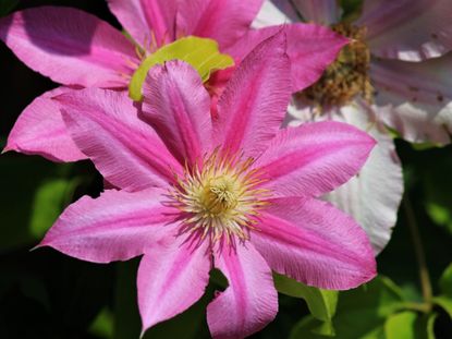 Pink Clematis Flowers