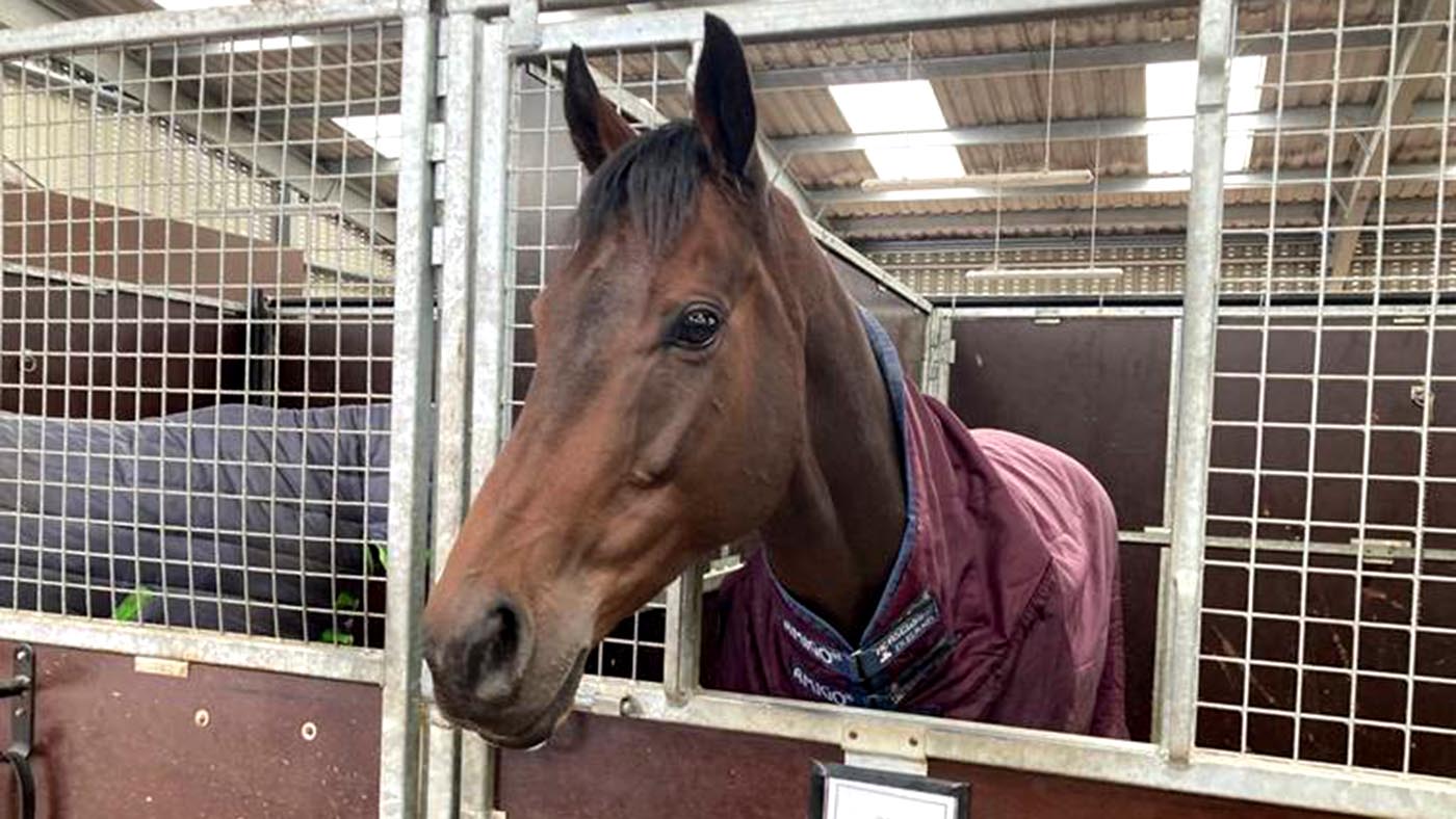 Horses to follow: Dan Skelton's Le Milos
