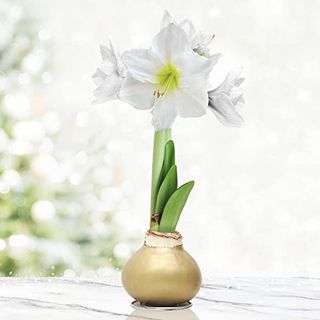 Gold Base Waxed Amaryllis White Intokazi Flower Bulb With Stand, No Water Needed