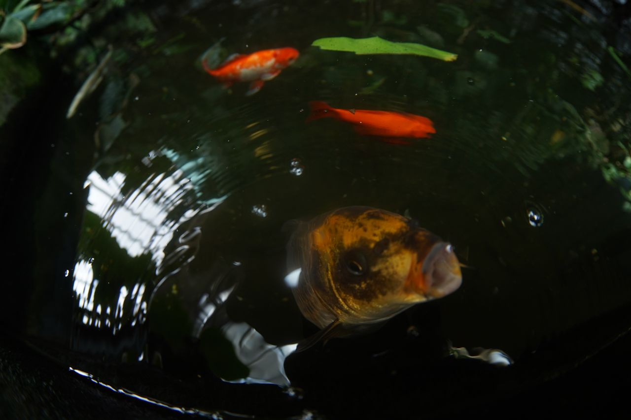 AstrHori 12mm f/2.8 Fisheye lens review