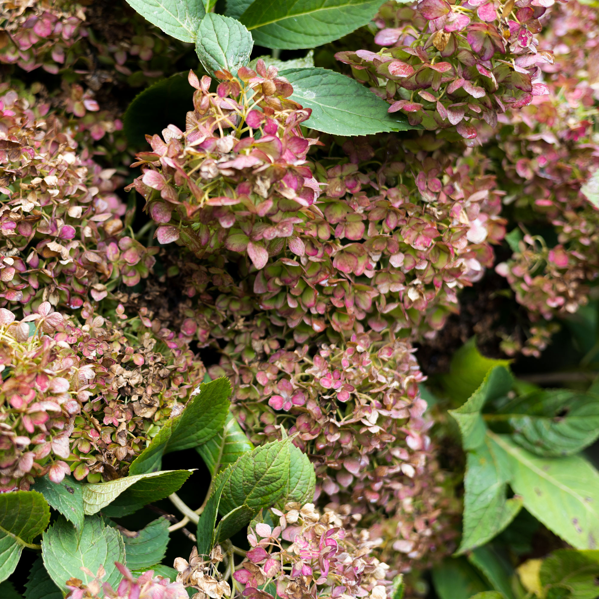 Pink hydrangeas drying on the bush