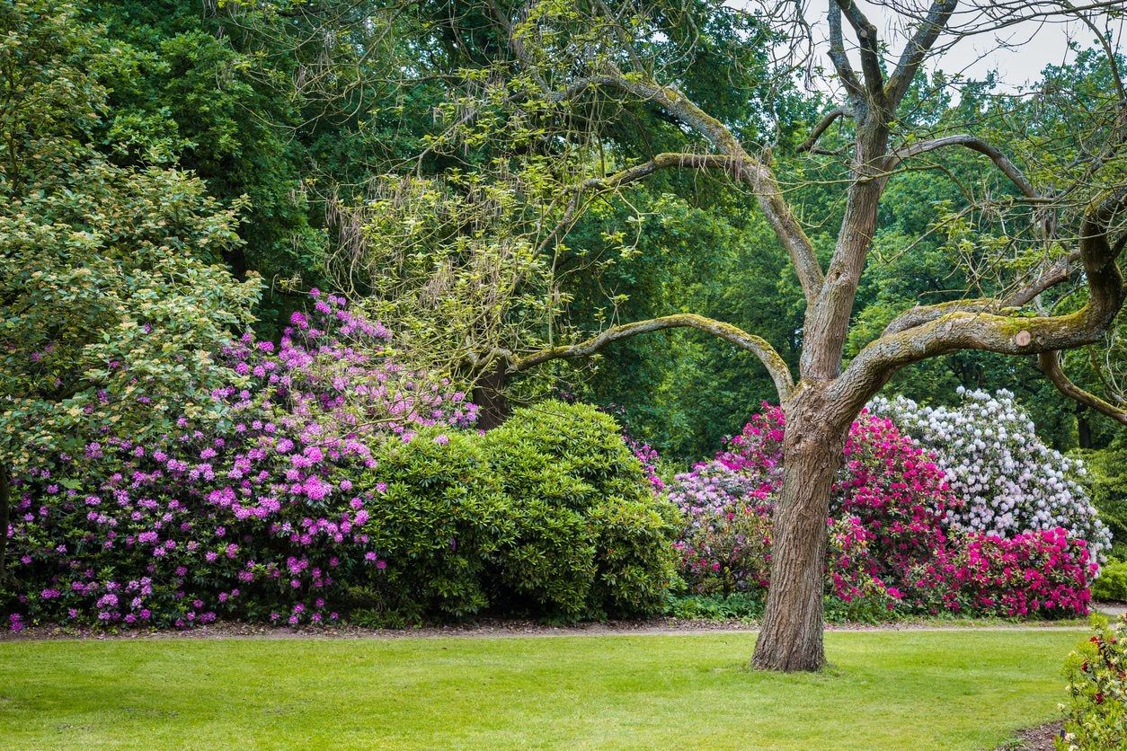 zone 7 bushes