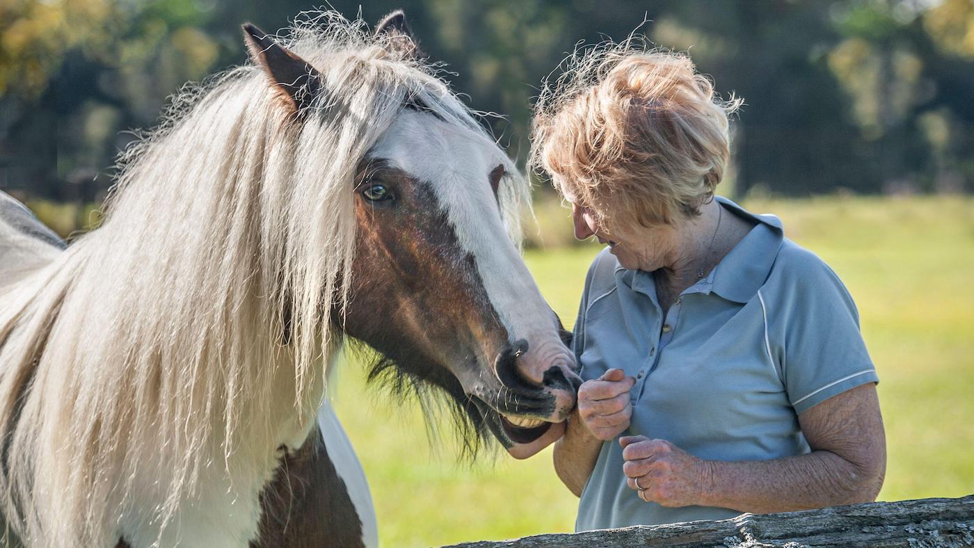 A horse mugging as it demands treats
