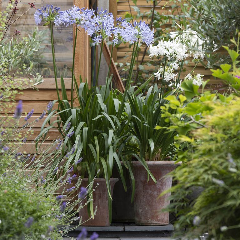 The 5 most beautiful flowers to plant now Livingetc