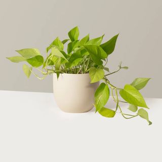 The Sill pothos plant