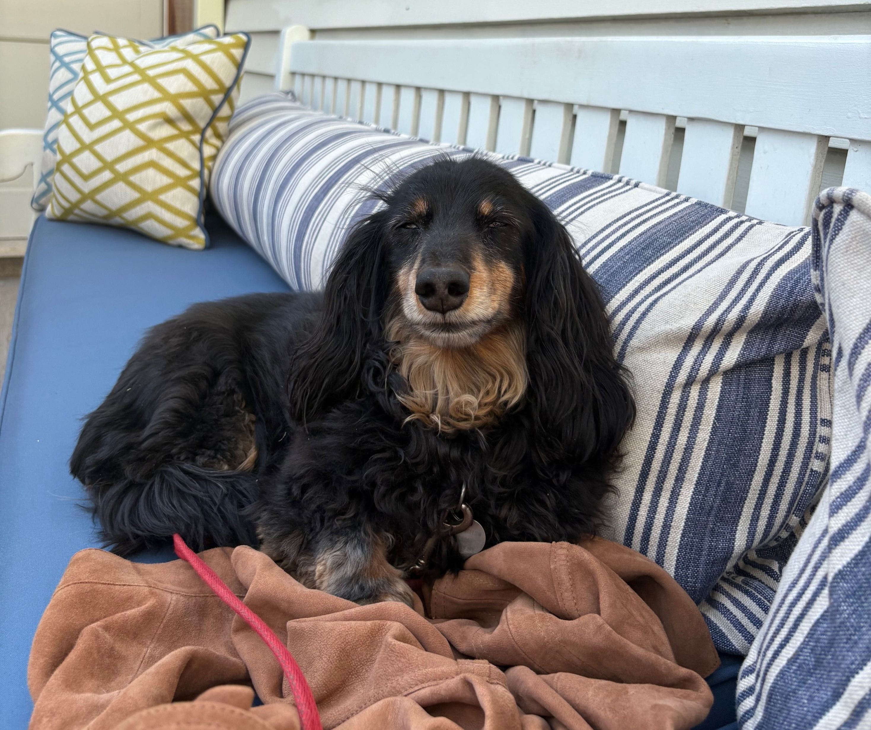 A long-haired black and tan dachshund rests on a blue outdoor bench with striped cushions and patterned pillows, eyes closed in the sun.