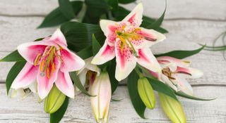 Cut stems of pinks and white lilies