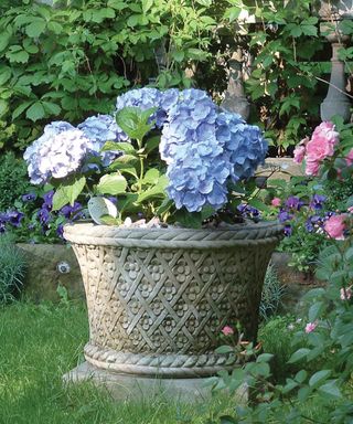 A stone pot with wide opening with a hydrangea