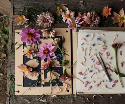 A composition of ready-to-press petals, buds, stems, leaves, and blooms