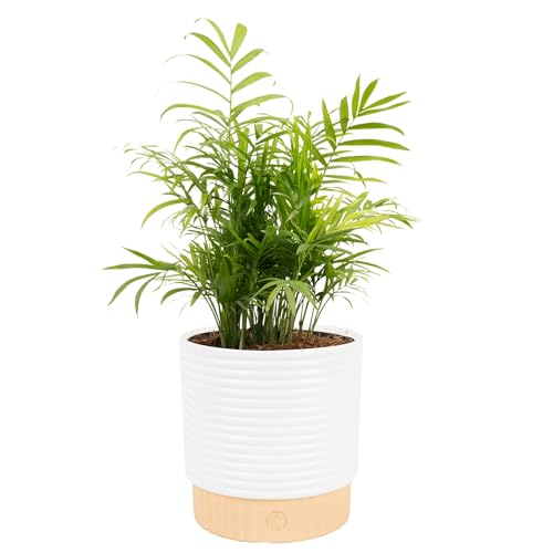 Costa Farms Parlor Palm Live Plant in Decorative Pot, Air Purifying Indoor Houseplant, Perfect for Home, Room, or Office Decor, Great House Warming or Birthday Gift, 14-18 Inches Tall