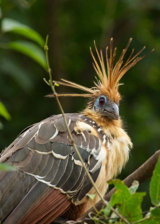 A hoatzin, a tropical pheasant that stands out from other birds with its unusual physiology, including claws on its wings when young. The image was taken in Bolivia’s Madidi National Park.