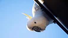 A sulphur-crested cockatoo, or "trash parrot," hangs off a house roof in the suburbs of Sydney, Australia.