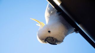A sulphur-crested cockatoo, or "trash parrot," hangs off a house roof in the suburbs of Sydney, Australia.