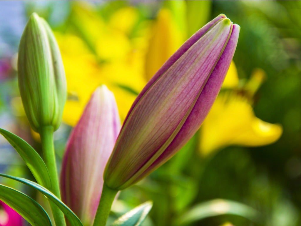 Close Up Of Lily Plants