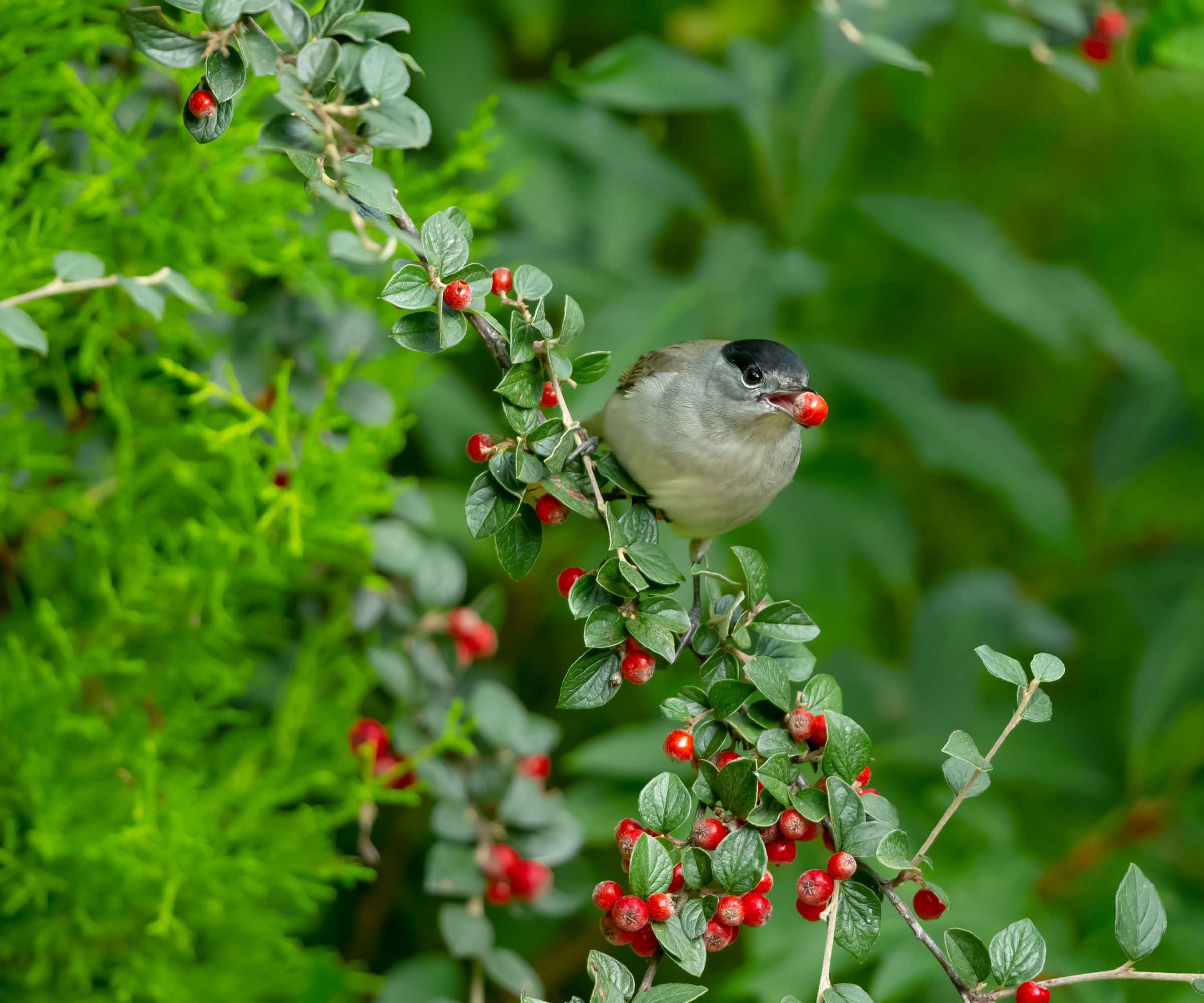 blackcap feeding on cotoneaster berries